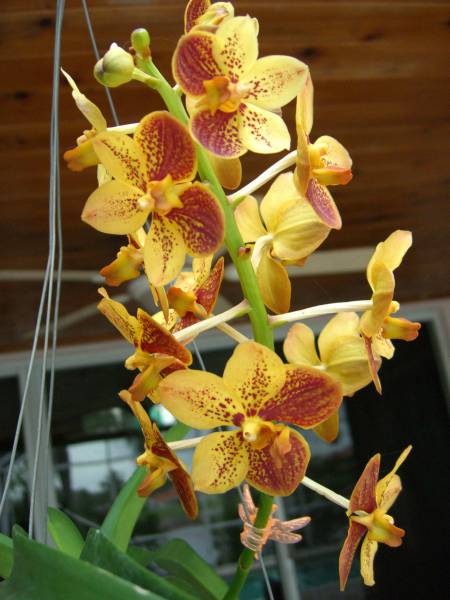 Multi_Vanda_Orchid_7_low