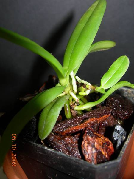 Haraella retrocalla