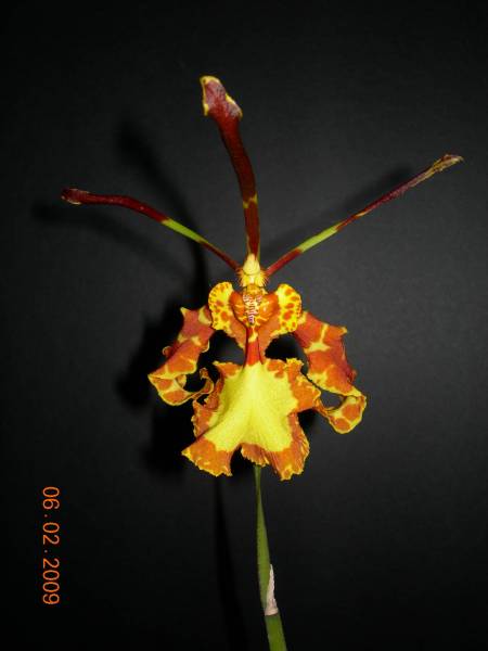 Phychopsis Mendenhall 'Hildos'  (FCC/AOS