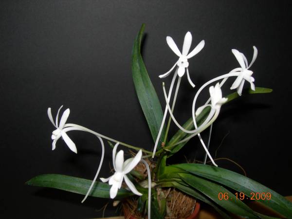 Nefinetia falcata x v. grandiflora