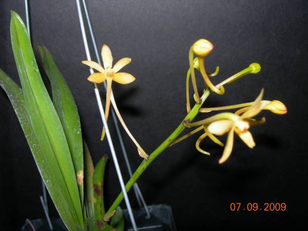 Neofinetia falcata X Asctm Minatum