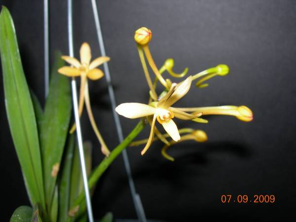 Neofinetia falcata X Asctm Minatum