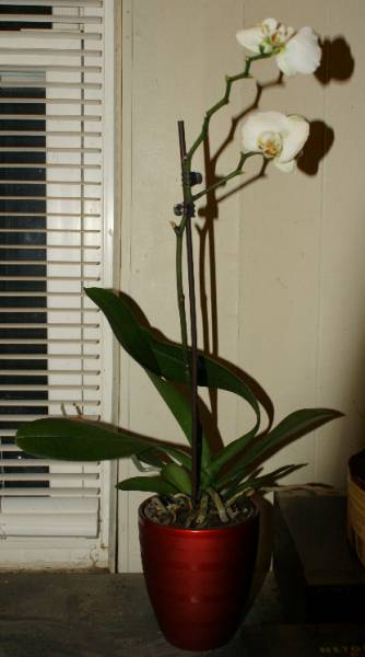 NOID Phalaenopsis amabilis