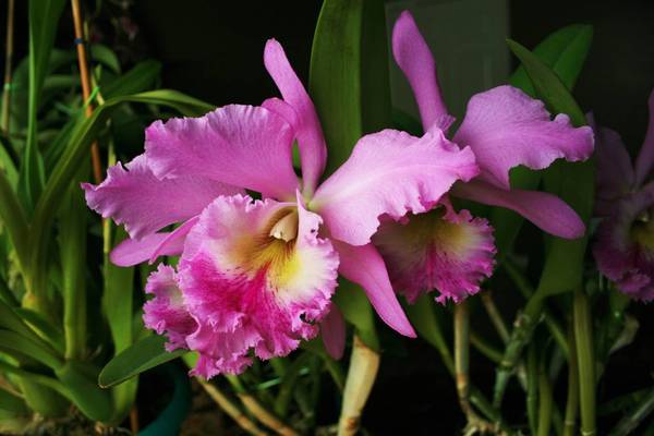 NOID Cattleya in full bloom 1