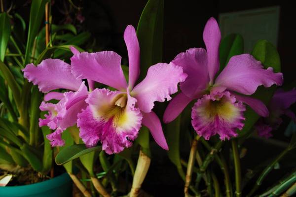 NOID Cattleya in full bloom 3