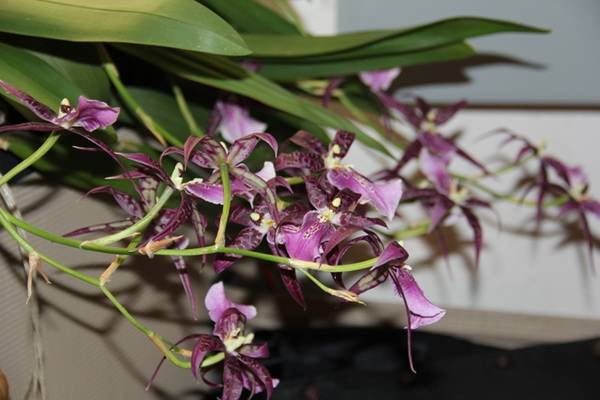 NOID Oncidium