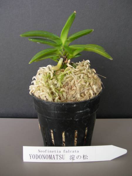 Neofinetia falcata - YODONOMATSU