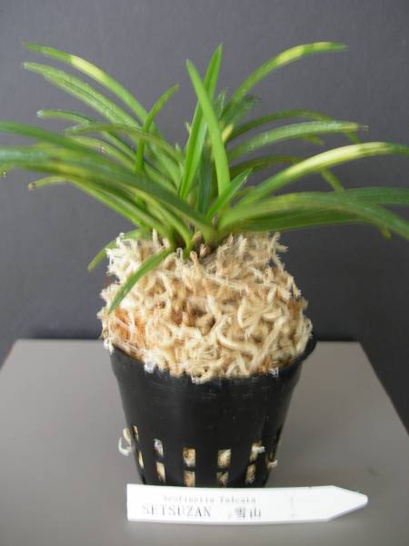 Neofinetia falcata - SETSUZAN