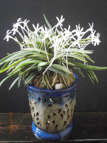 Neofinetia_falcata_11