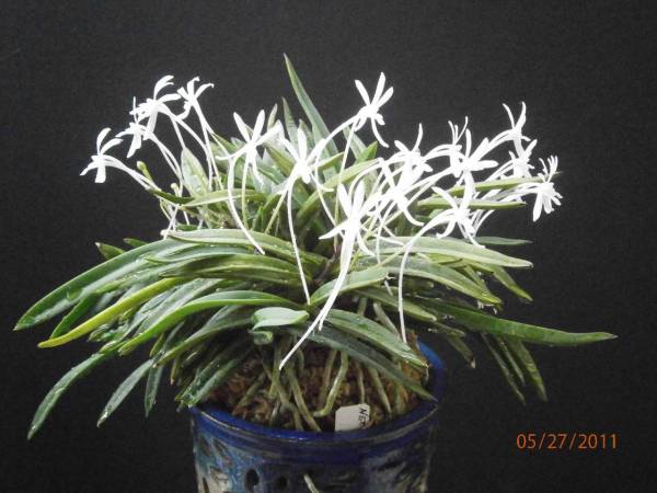 Neofinetia_falcata_21