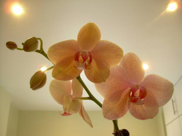 NOID Phal