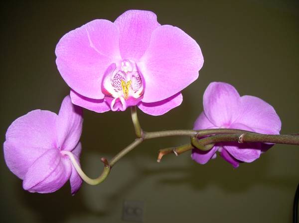 9 year old Phal