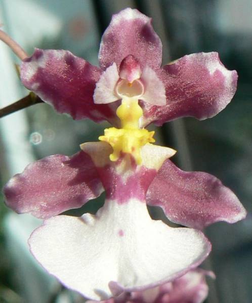 Onc. John Louis Shirrah 'Profusion'