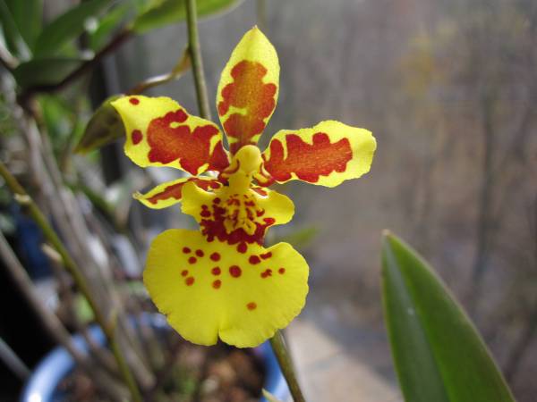 Oncidium_Carnival_1_