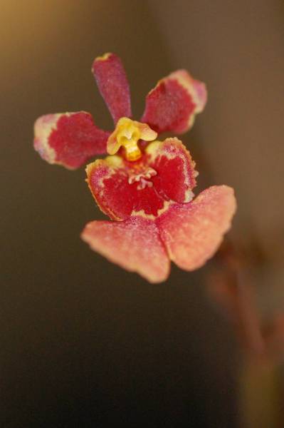 Oncidium Jairak Rainbow