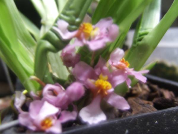 Oncidium_Ornithorhyncium_004