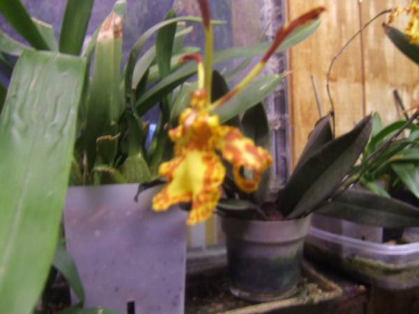 Oncidium_Psychopsis_Mendenhall_four_Spikes0_005