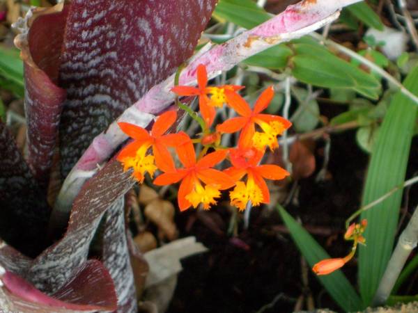 Orange_Ground_Orchid