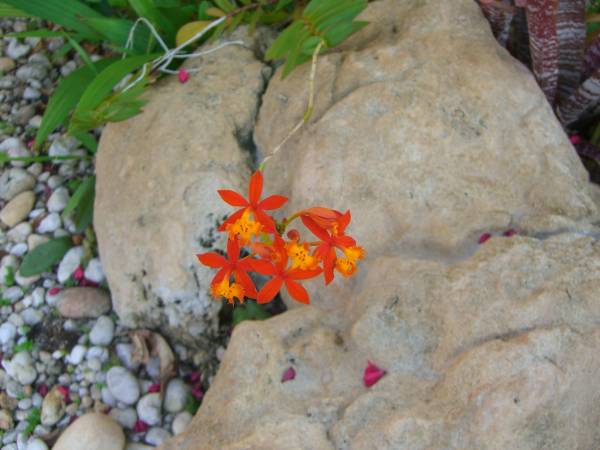 Orange_Orchid_low