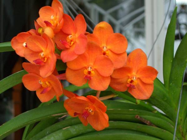 Orange_Vanda_Orchid_low