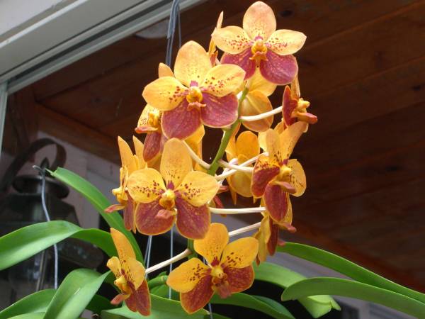 Orange_and_Yellow_Vanda_low