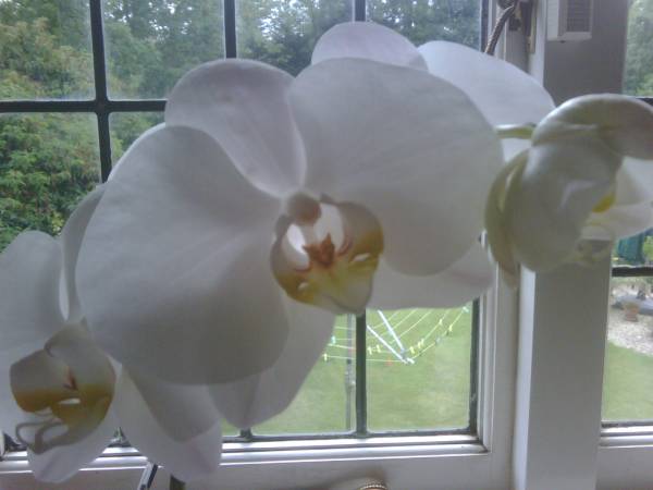 Orchid33