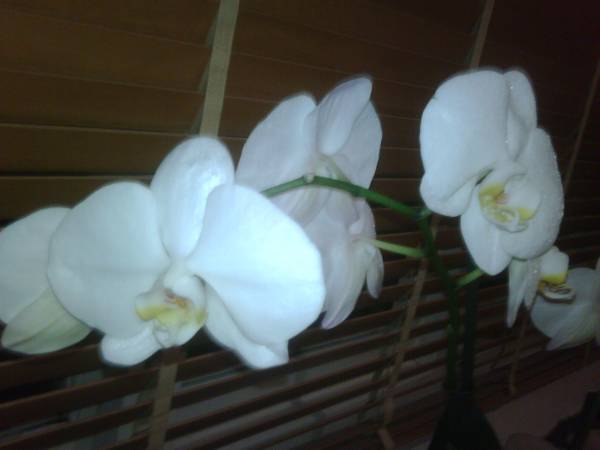 Orchid52