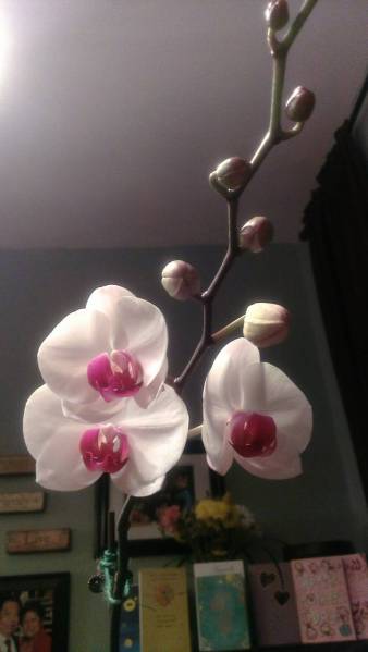 2013, 05-29 Orchid 1