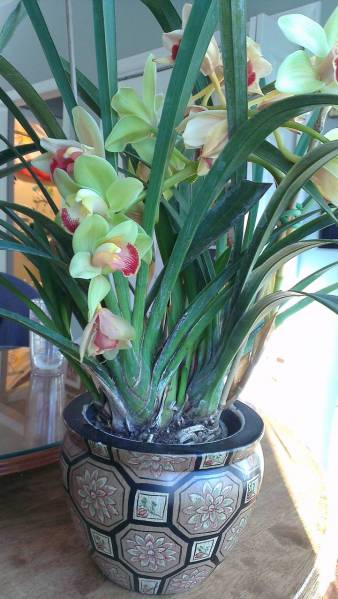 Green Cymbidium