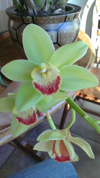 Green Cymbidium Closeup