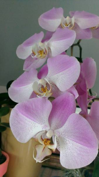 Flowering Phal