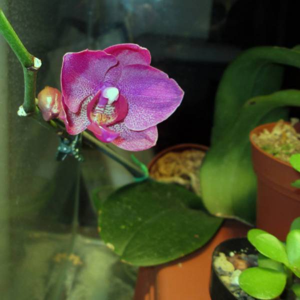 Phal Rebloom