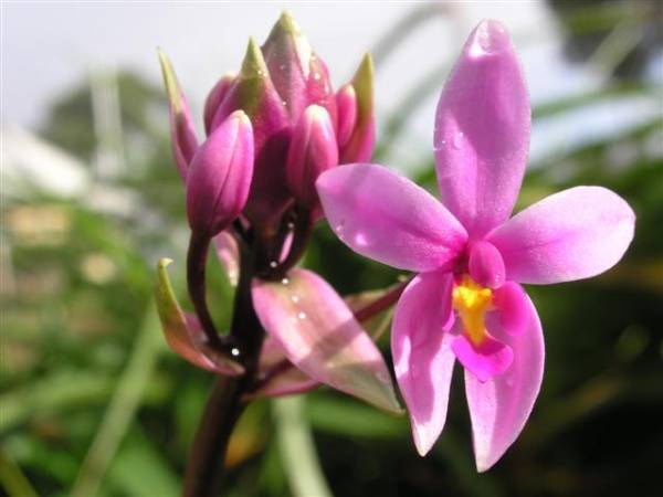 Purple kunai orchid