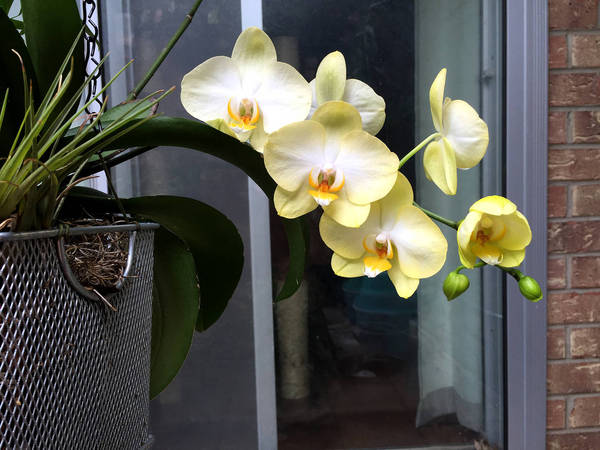 Othello, my fav phalaenopsis