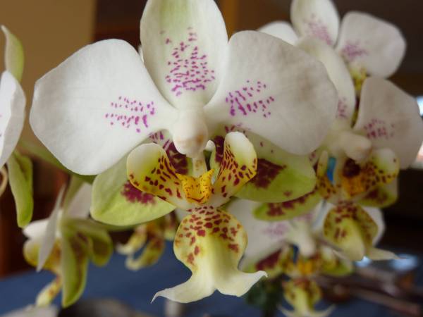 Phal. stuartiana 'Sogo'