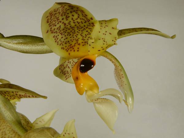 Stanhopea wardii