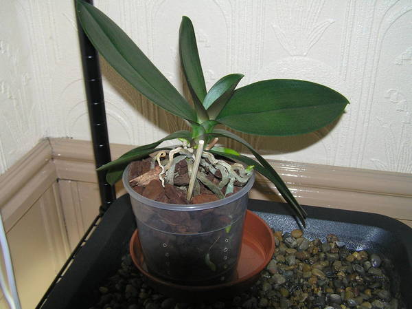 a noid phal