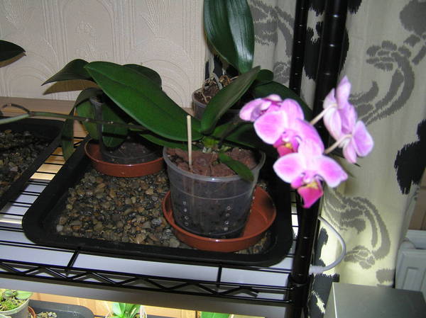 another noid phal