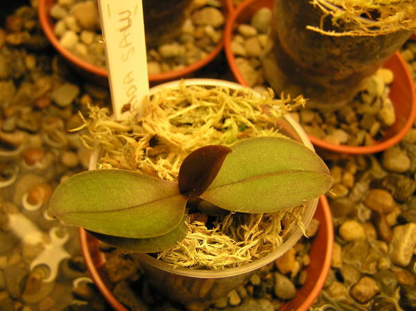 phal salu spot