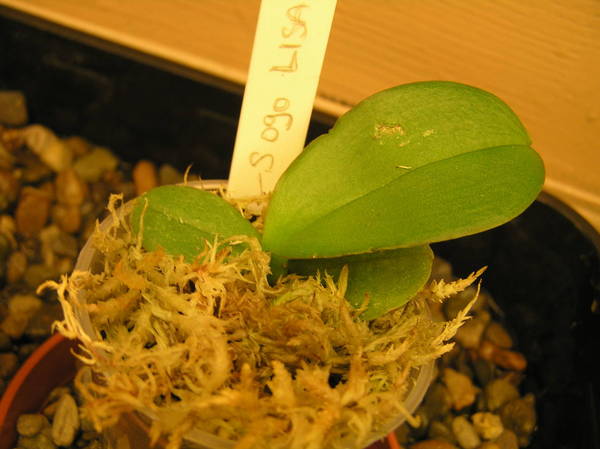 phal sogo lisa