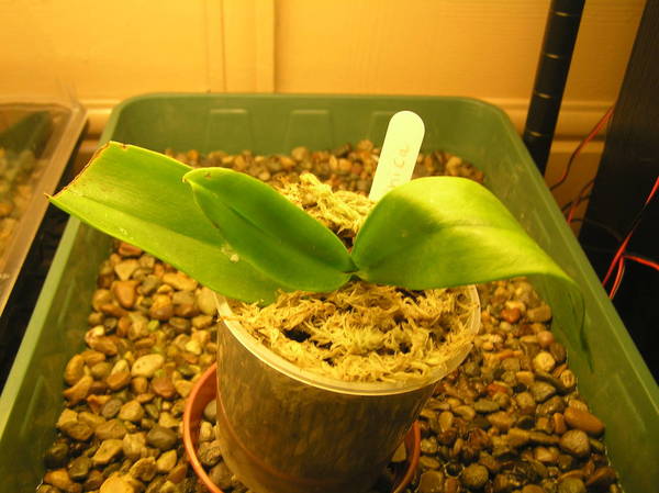 phal heiroglyphica