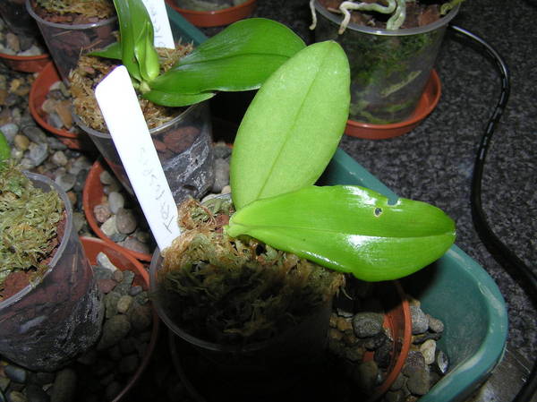 phal tetraspis