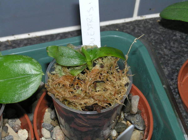 phal equestris