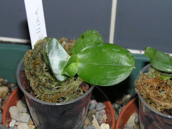 phal bellina