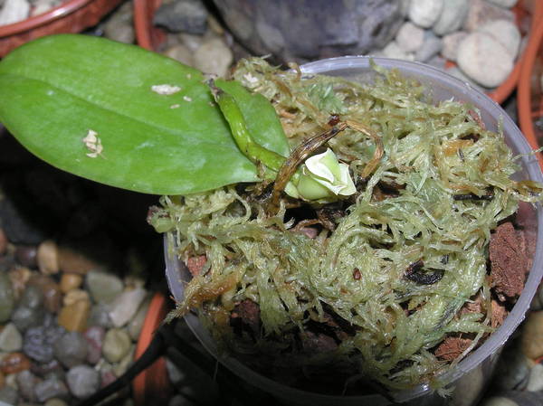 phal violacea x penang girl