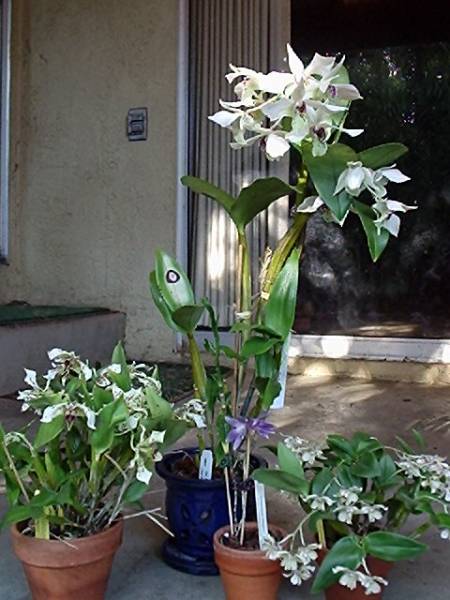 Dendrobium 'group shot'