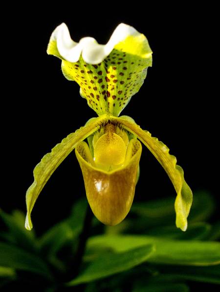 Paphiopedilum insigne