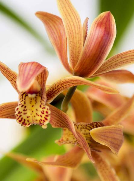 Cymbidium tracyanum hybrid