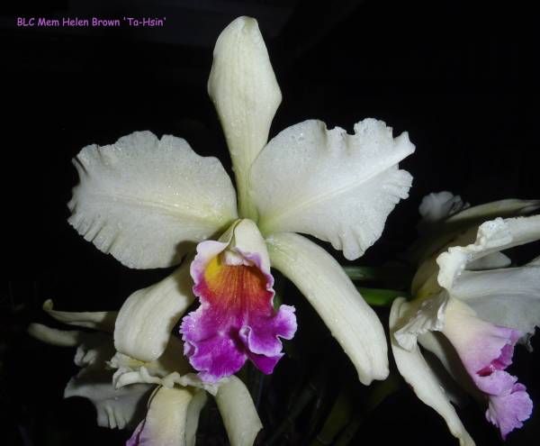 BLC Mem Helen Brown 'Ta-Hsin'