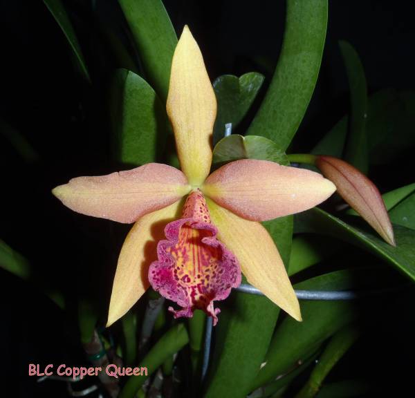 BLC Copper Queen